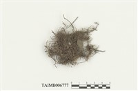 藏品(美姿羽蘚)的圖片